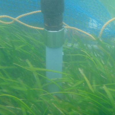 seagrass_survey.png
